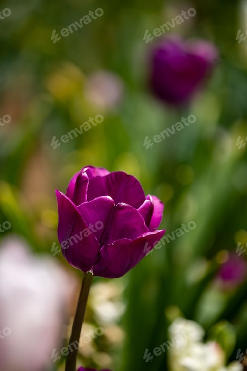 Preview: purple tulip flowers are growing near the ground in a garden