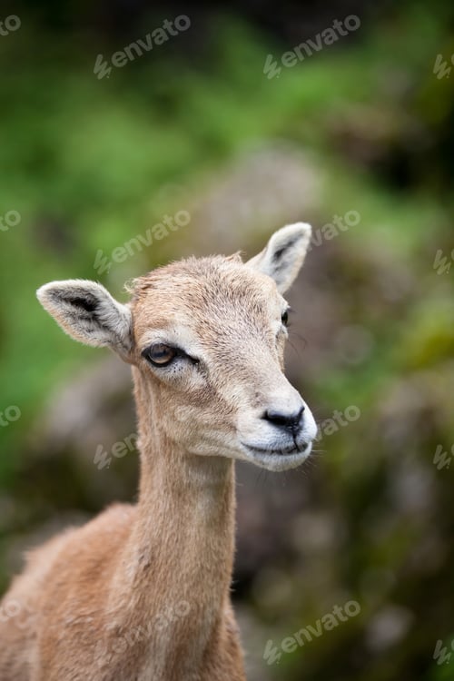 Preview: West Caucasian tur (Capra caucasica)