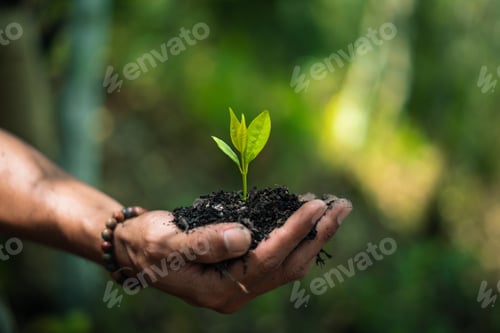 Preview: Young tree in farmer's hand on quality soil, blurred nature background
