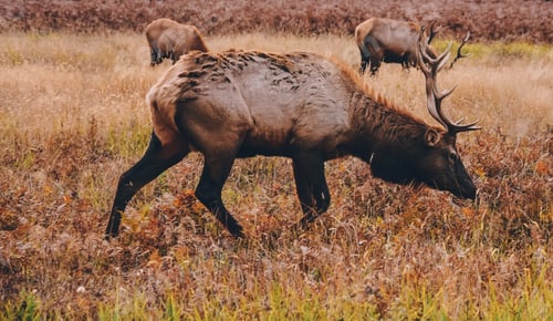Preview: elk in its natural environment in california
