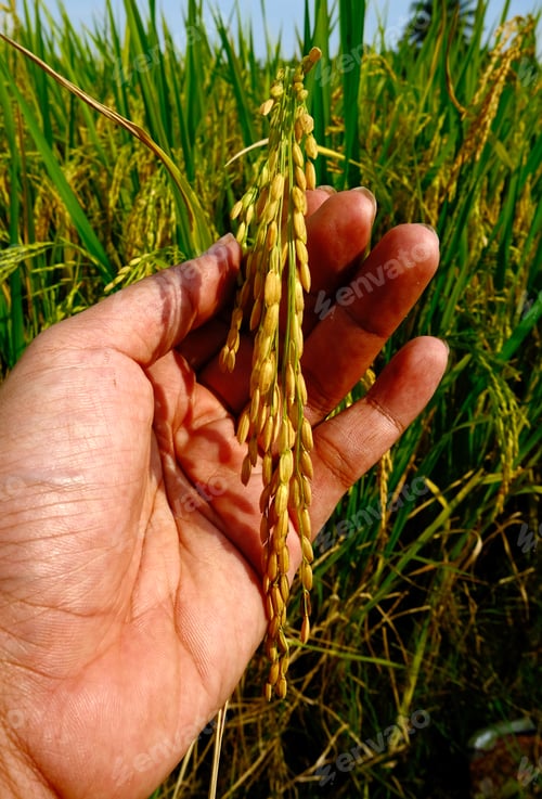 Preview: Hand holding paddy plant