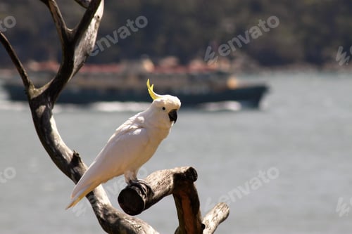 Preview: bird, cockatoo, pet, parrotsss