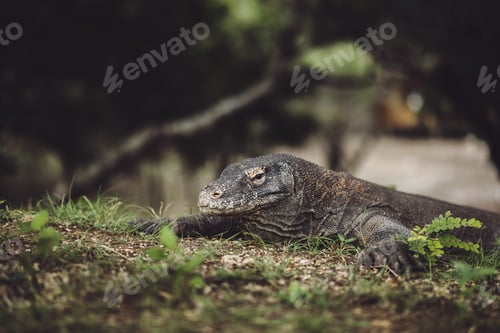 Preview: Komodo dragon close -up, scientific name: Varanus komodoensis. Natural habitat. Indonesia
