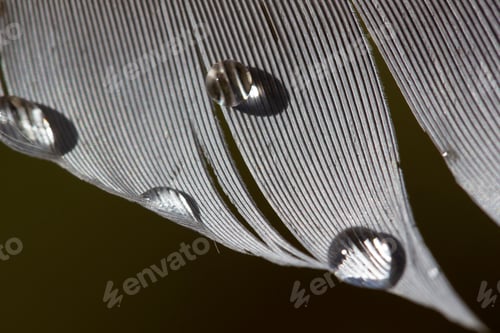 Preview: water drops on bird feather