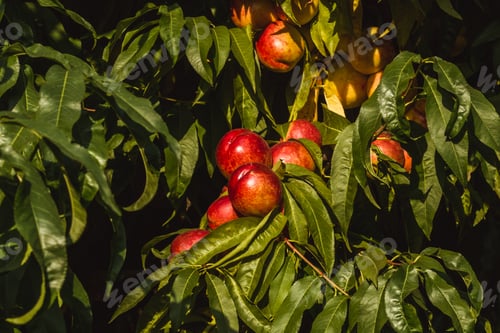 Preview: Sweet organic nectarines on tree in big garden. Banner. Summer. Autumn