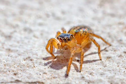 Preview: Jumping Spider Close Up on a Light Background