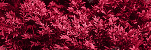 Preview: Blurred background. Trendy color 2023. Viva magenta color background.