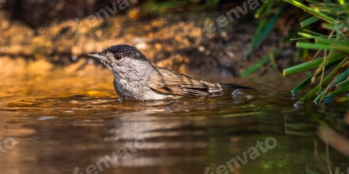 Preview: Blackcap, Spain