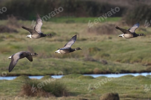 Preview: Brent Goose soaring gracefully over lush green vegetation alongside a tranquil riverbank