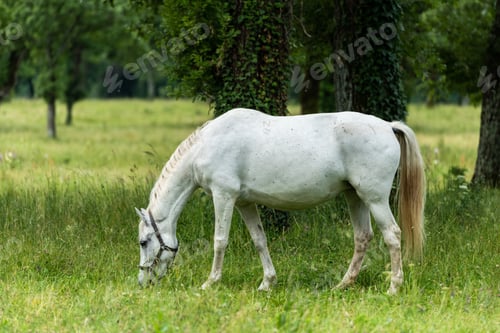 Preview: Lipizzan White Horses Grazing Peacefully at Lipica Stud Farm, Slovenia