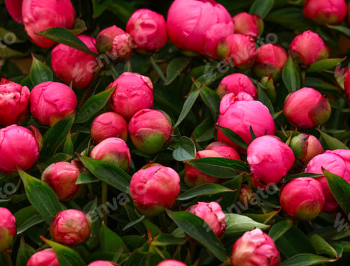 Preview: Pink fresh peony flowers bouquetes