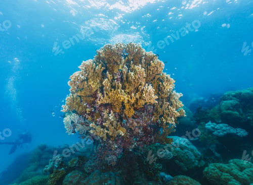 Preview: A large coral plant is surrounded by rocks and is in the middle of the ocean