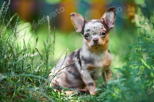 Preview: Chihuahua puppy, little dog in garden