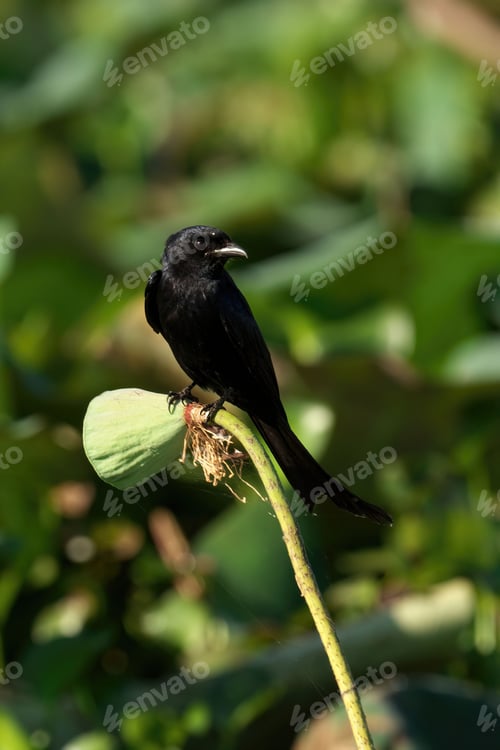 Preview: Black Drongo perching on plant stem