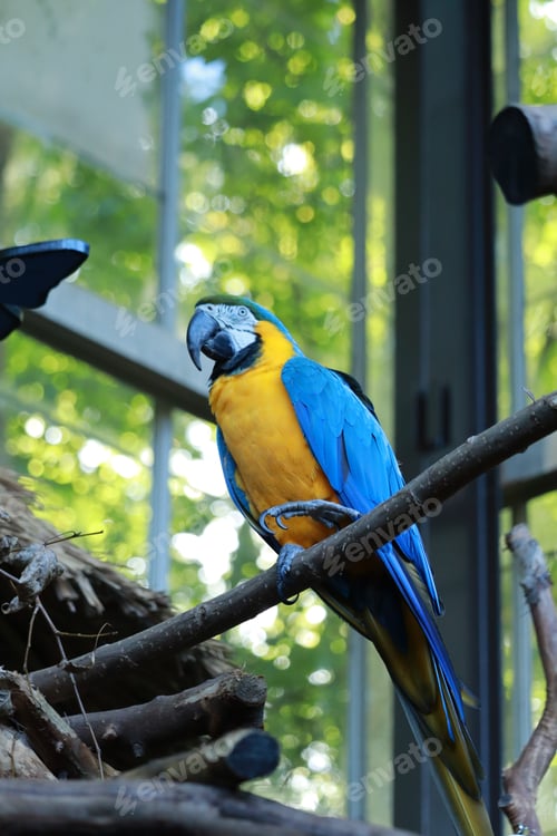 Preview: Colorful parrot perched on branch