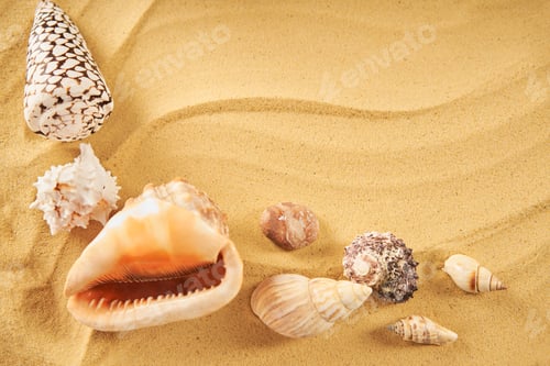 Preview: Amazing seashells on sea beach sand background with copy space for text. Top view, flat lay