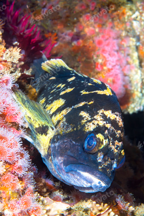 Preview: California Cabazon on reef