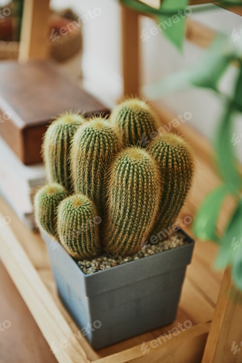 Preview: Sea sand cactus in a pot