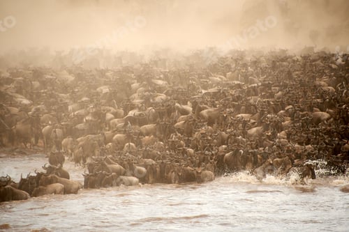 Preview: Chaotic blue wildebeest antelopes crossing the river