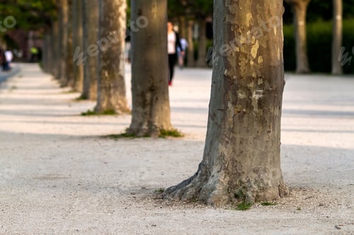 Preview: Row of tree trunks along the street. Greenery tree trunk row.