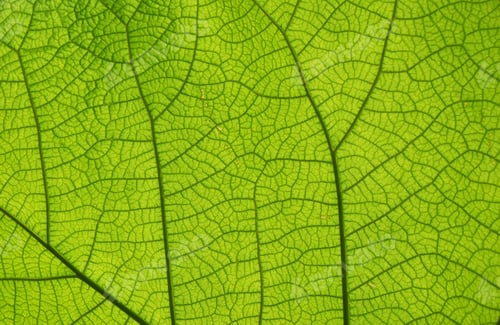 Preview: Extreme close up texture of green leaf veins