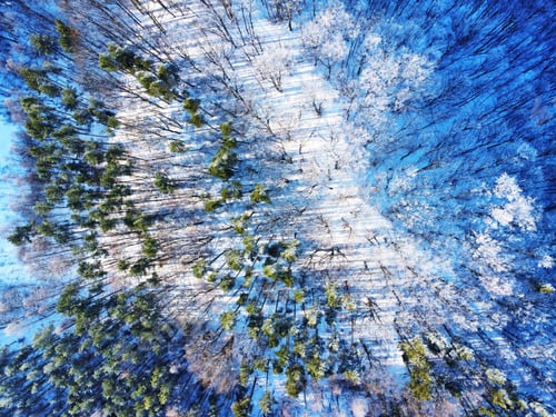 Preview: Drone shot of a winter forest