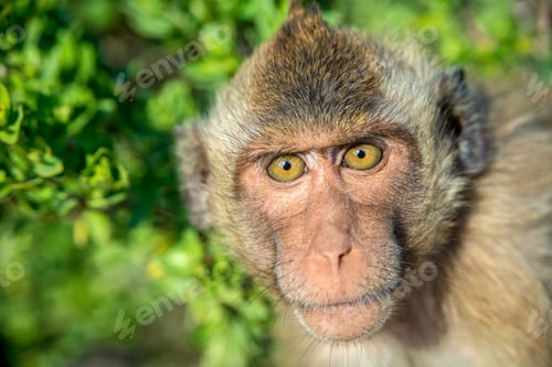 Preview: Portrait of monkey in the wild