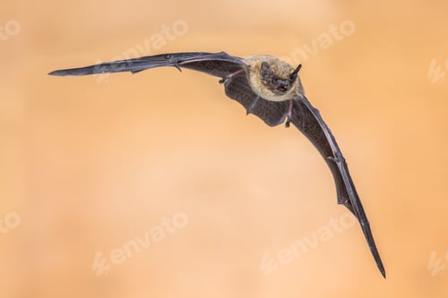 Preview: Flying Pipistrelle bat on brown background