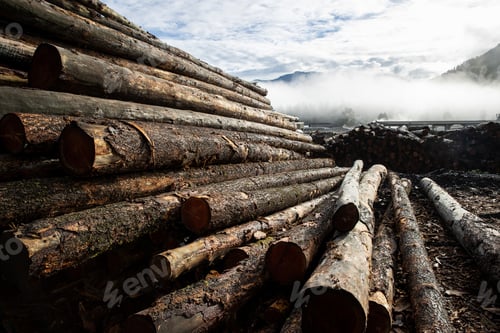 Preview: A stack of cut trees lays wet in a pile at a lumber yard after being logged from a forest