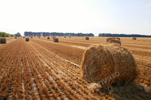 Preview: Haystacks in the field after harvest