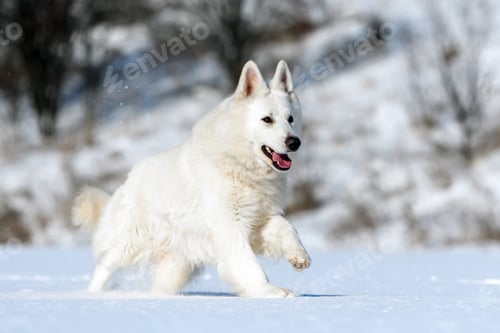 Preview: White Swiss Shepherd dog running on snow