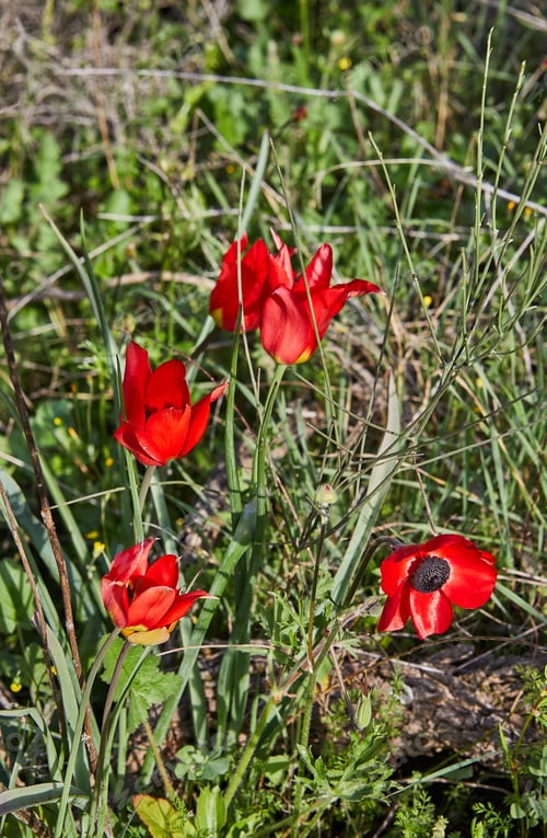 Preview: Wild red anemone flowers blooms close-up in spring. Desert of the Negev. Southern Israel.