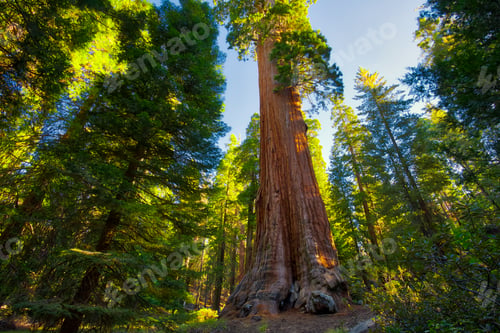 Preview: General Grant Tree, General Grant Grove, Sequoia & Kings Canyon National Park