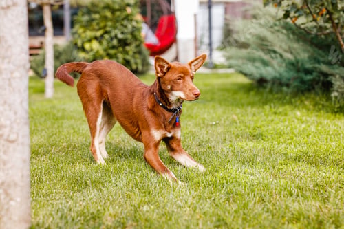 Preview: Australian Kelpie puppy outside in the yard on the green lawn