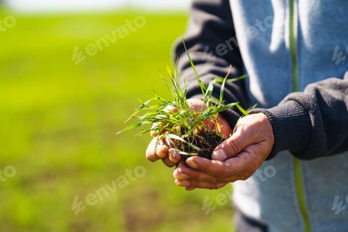Preview: Young Green wheat seedlings in the hands of a farmer. Agronomist checks and explores sprouts of rye.