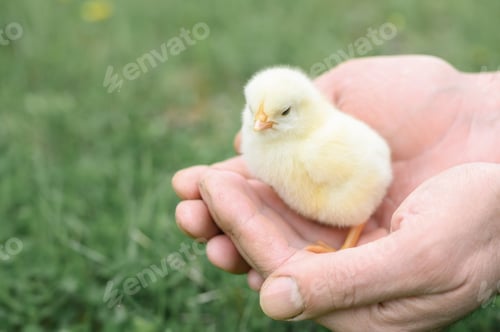 Preview: cute little tiny newborn yellow baby chick in male hands of farmer on green grass background