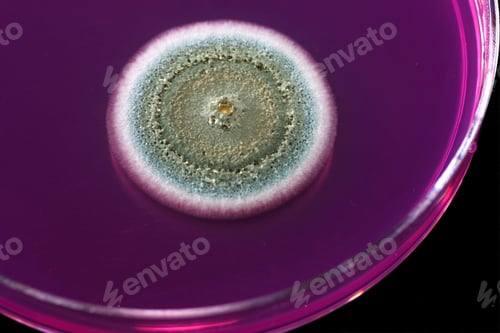 Preview: Mold producing pharmaceuticals growing on an agar plate