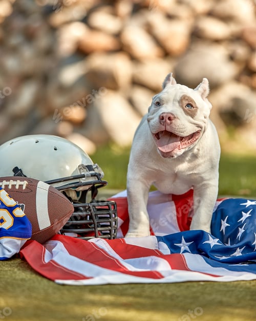 Preview: American football concept. A dog with a USA flag and uniform of an American football player posing