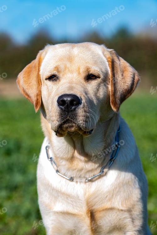 Preview: labrador retriever in nature