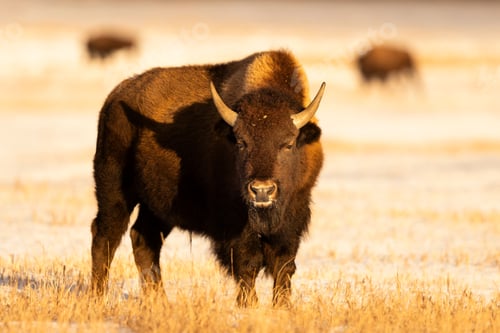 Preview: Majestic bison in sunlit prairie