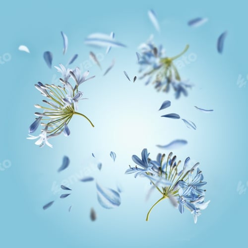 Preview: Floral frame with flying flowers and petals at blue background