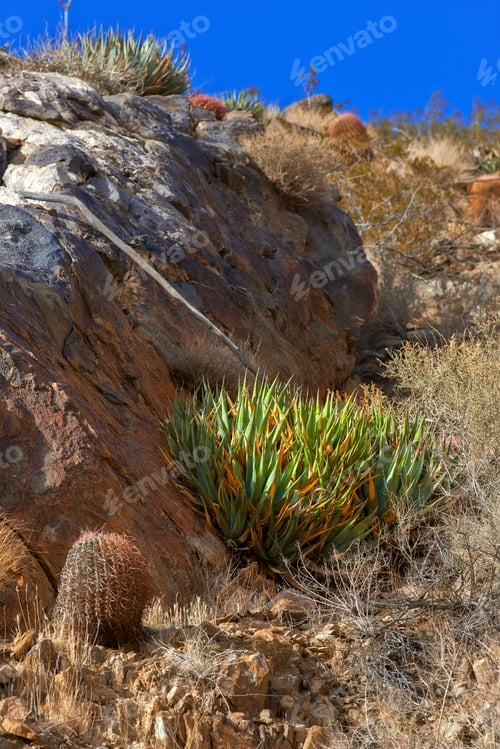 Preview: Californian desert - Anza-Borrego