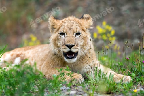 Preview: Young lion cub in the wild