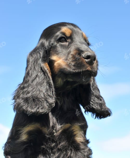 Preview: head of puppy cocker