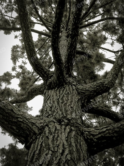 Preview: Looking up a a beautiful tree with strong healthy limbs.