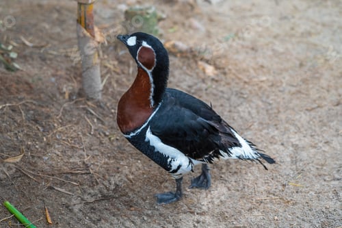 Preview: Red-breasted Goose (Branta ruficollis) - waterfowl