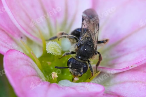 Preview: Closeup on dwarf mining bee of the Andrena minutula group, sipping nectar on pink Saxifraga flower