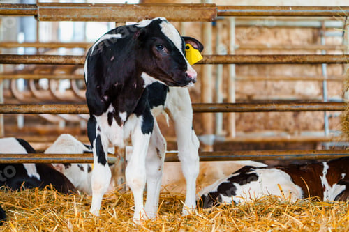 Preview: Close cute young calf lies in straw. calf lying inside dairy farm in the barn. New born calf