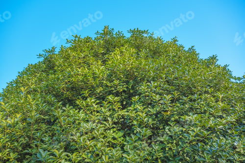 Preview: Rounded shrub with small leaves and clear sky.