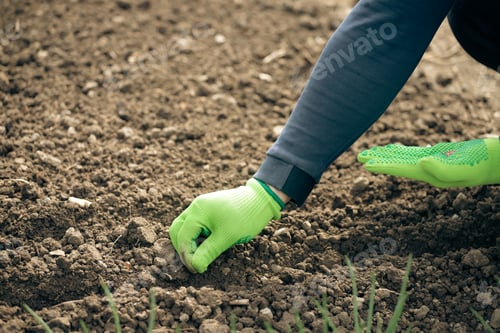 Preview: Hand growing seeds on sowing soil.